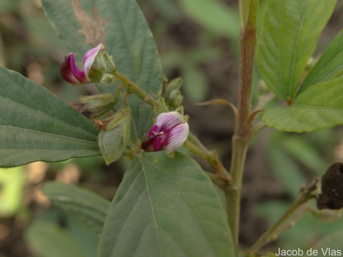 Flemingia lineata (L.) Roxb. ex W.T.Aiton